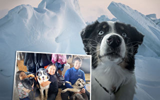 狗狗走失一个月 竟穿越冰海 241公里外现踪