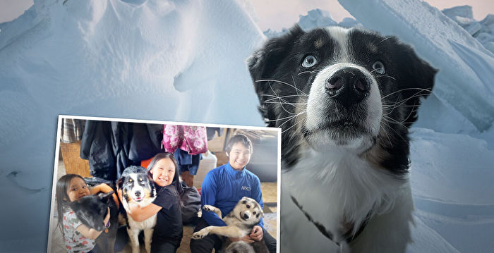狗狗走失一个月 竟穿越冰海 241公里外现踪