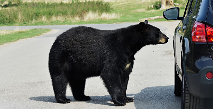 黑熊闯入加拿大女子的汽车 喝掉69罐饮料