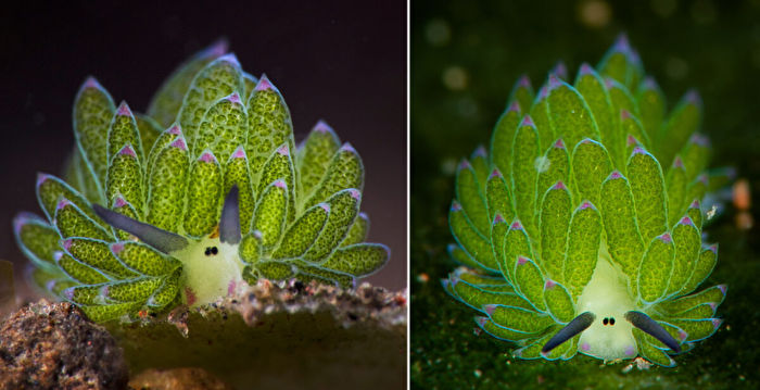 组图：长相酷似绵羊的奇特海洋生物——叶羊