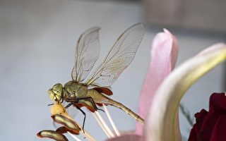 蜻蜓是蚊子的天敵 應該在家中養蜻蜓嗎？　