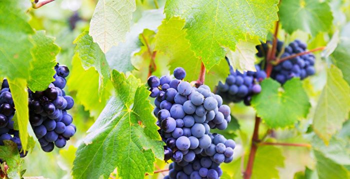 The Miraculous Benefits of Grapes: Maintaining Cardiovascular Health and Longevity in Chinese Medicine