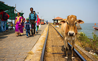 印度一头牛被火车撞飞30米 砸死铁轨旁老翁