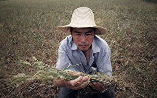 王赫：中國糧食安全風險高企