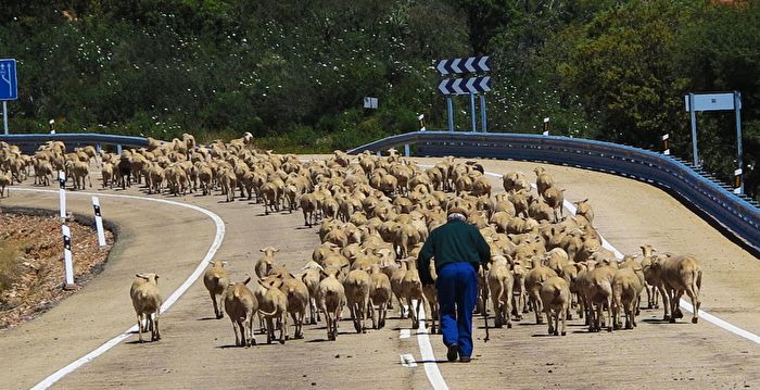 美牧羊人领2500只绵羊过马路 数百民众围观