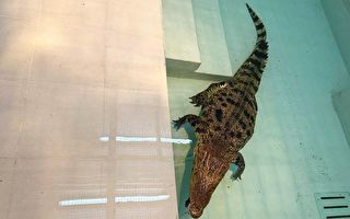 八鄉鱷魚送抵香港海洋公園 估計為約四歲暹羅鱷