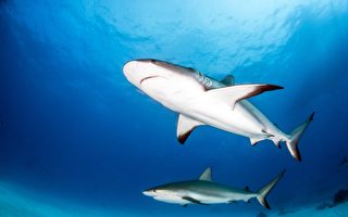 如何預防鯊魚攻擊？ 萬一遇到怎麼樣存活？