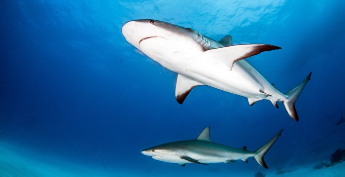 如何预防鲨鱼攻击？ 万一遇到怎么样存活？