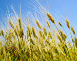 安徽一农户几十亩小麦被人开收割机偷走