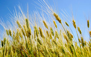 安徽一農戶幾十畝小麥被人開收割機偷走