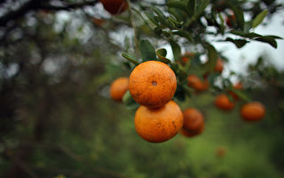南加州柑橘黃龍病發病率上升