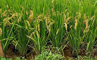 屏科大見證有效提升水稻出穗率技術