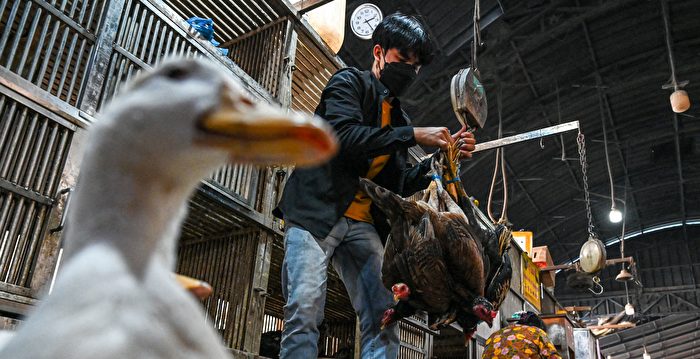 专家们担忧禽流感会传染给人类