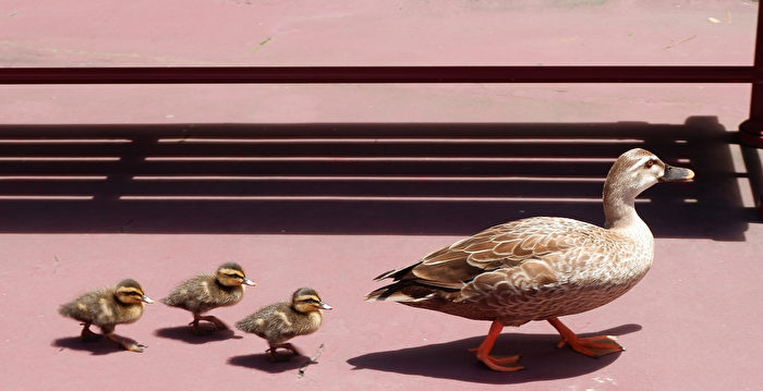 加州男护送鸭子过马路 被撞身亡