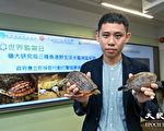 香港三种淡水龟濒临绝迹