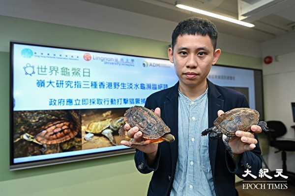 香港三種淡水龜瀕臨絕跡