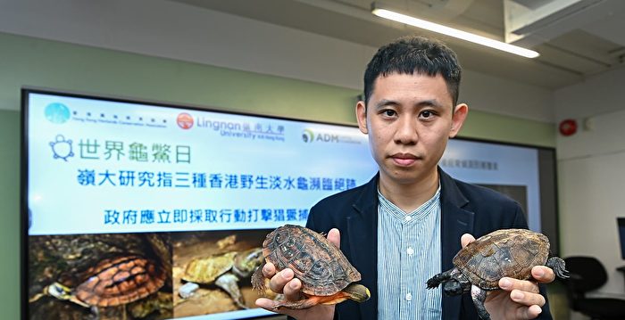 香港三种淡水龟濒临绝迹 | 世界龟鳖日 | 岭南大学 | 大纪元