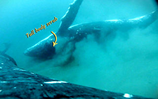 科学家首次记录座头鲸享受健康沙浴