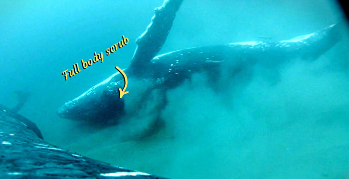 科学家首次记录座头鲸享受健康沙浴