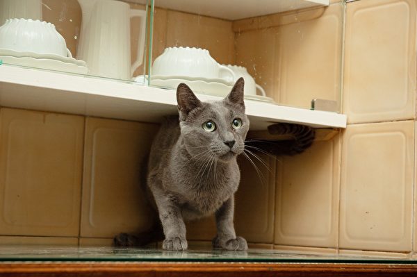 Russian Blue Purebred Cat Playing Inside A Piece Of Furniture