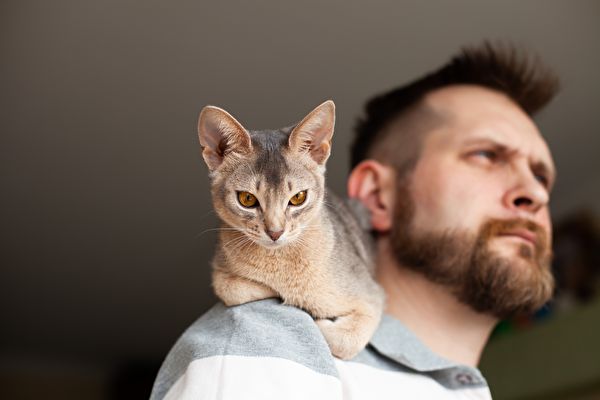 Abyssinian Blue Cat Sitting On Bearded Man S Shoulder Habits And