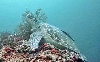 潮境水下攝影機探祕 海扇是海龜抓癢的最愛