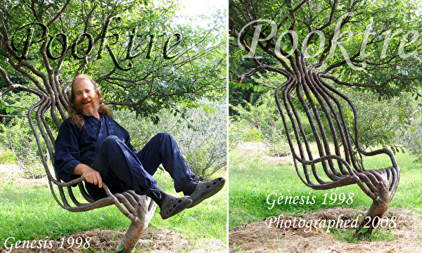 组图：艺术家9年栽培一树使其长成“活椅” | 训练| 树木| 椅子| 大纪元