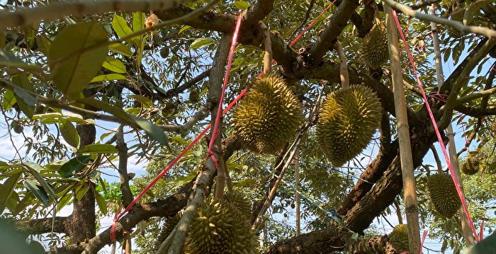 大陆榴莲价格暴跌接近腰斩 又上热搜