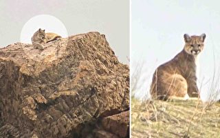 组图：女子犹他州山岭上与美洲狮邂逅 超罕见