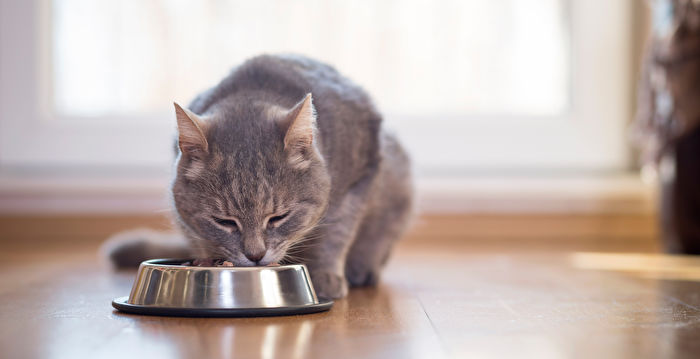 10种常见食物对小猫有害 吃了可能会死掉