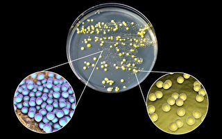 改造细菌可治疗癌症 神奇试验取得巨大成功