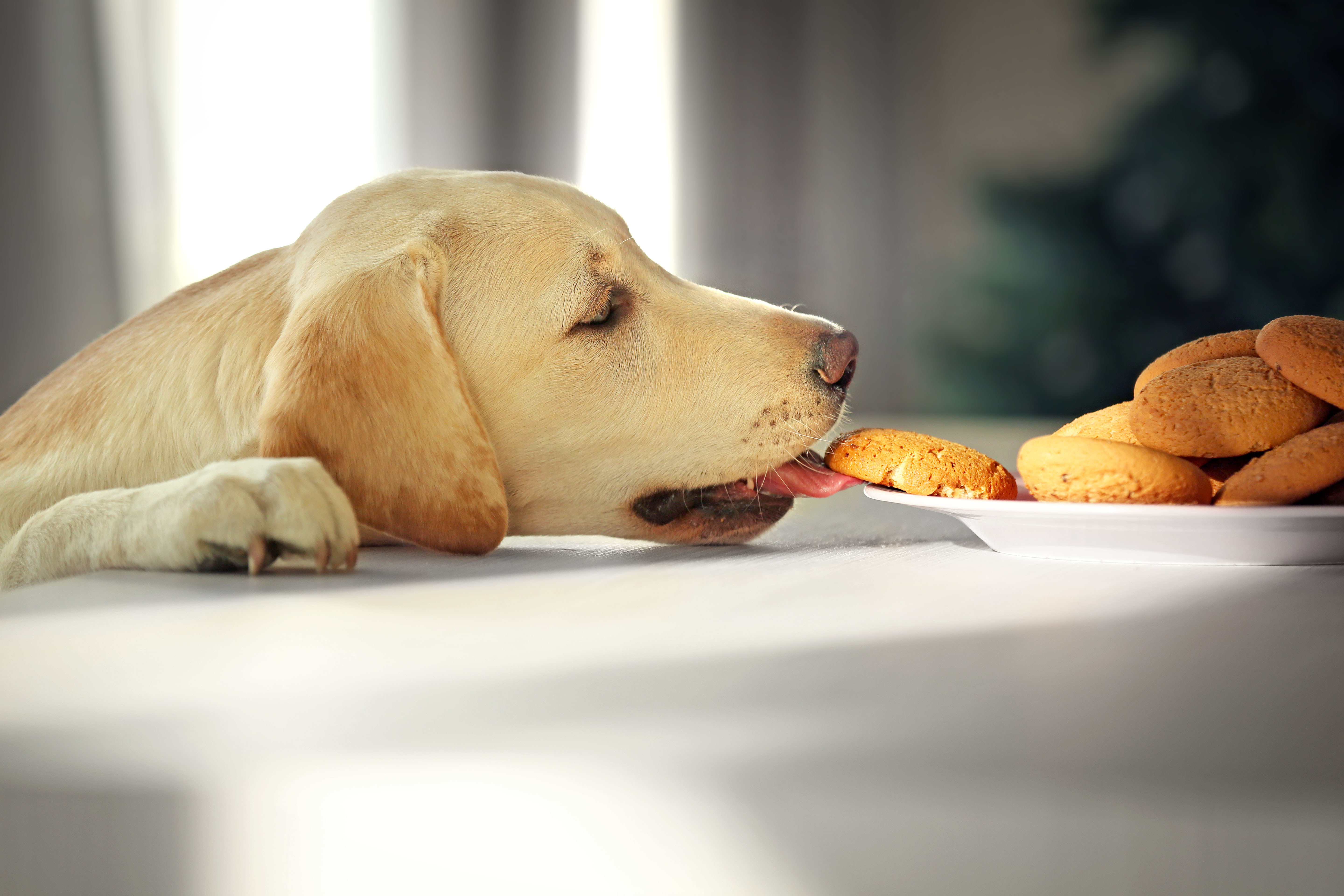 Сон съесть собаку. Лабрадор ретривер. Лабрадор ретривер питание. Собака кушает. Лабрадор с едой.