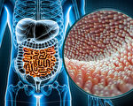 腸道中存在神奇菌群 養好它可抗癌、護心血管