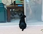 淡水马偕“病房有猫耶！”为癌症病房注入活力