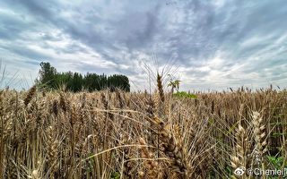 河南遭遇严重“烂场雨” 小麦大面积发芽发霉