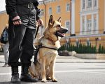 加州禁止警犬提案被搁置 或明年重新审议