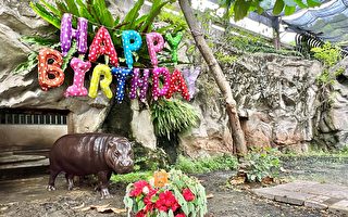 寿山动物园亲善大使 侏儒河马母子生日快乐