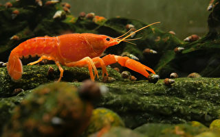 橘色龙虾在美国被捕获 概率仅三千万分之一