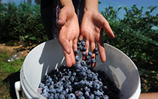 緬因州天氣乾旱 野生藍莓產量略降