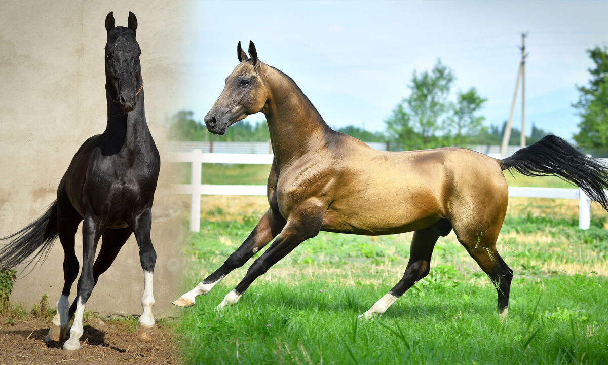 组图：现存最古老的马种曾助人类建立文明| 古代马| 马品种| 人类文明| 大纪元, image size:1200x720