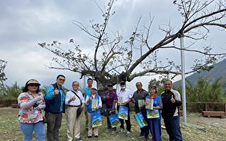 三地門德萊公園雀榕樹成功救治 期再展生機