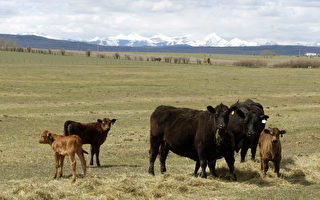 台政院通过加拿大全牛龄牛肉进口