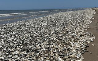 德州墨西哥灣現千條死魚 官員清理海灘