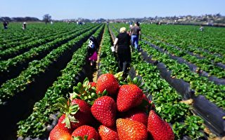 安省农场摘草莓季节 几大农场近日开放