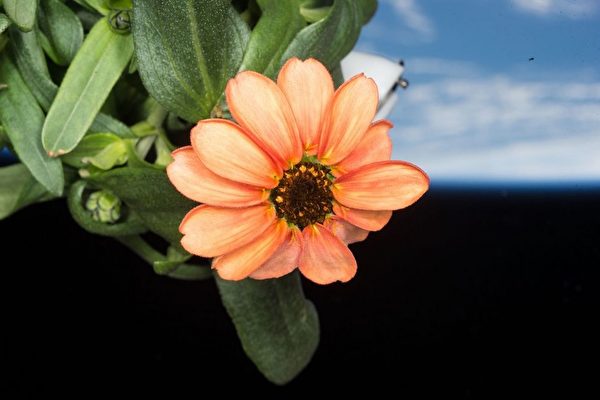 NASA晒照：微重力下生长的“太空之花”