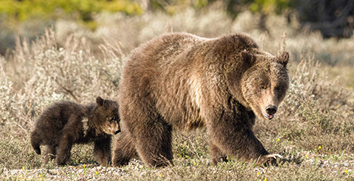 组图：世上最老的熊妈妈27岁 冬眠后又产幼崽