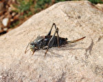 大量摩門蟋蟀入侵美國西部 危害生態系統