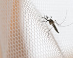 麻州今年首現兩種毒蚊子