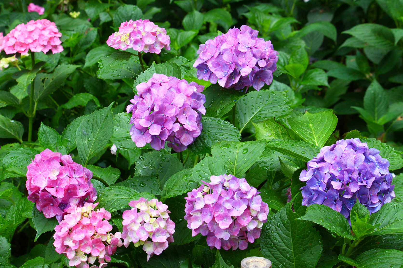 原色花卉病害虫百科 7 养花莳草：绣球花常见病虫害与防治办法| 病虫害防治| 减少病虫害| 大纪元