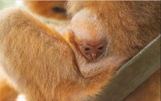 休斯頓動物園首次降生一隻白頰長臂猿幼仔